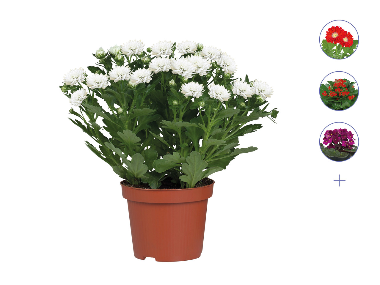 Flowering Plants 1
