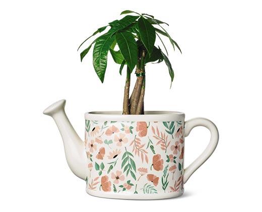 Belavi 
 Teacup or Watering Can Planter