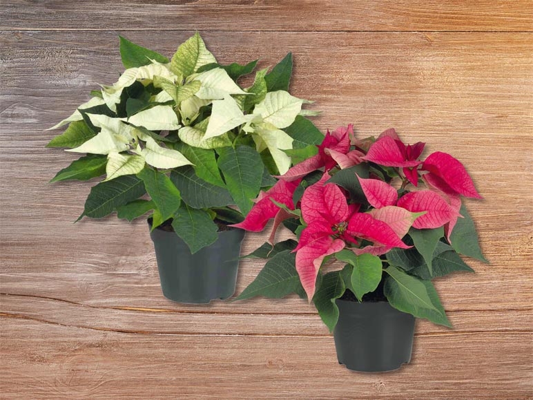 Poinsettias (dés 3.12.)