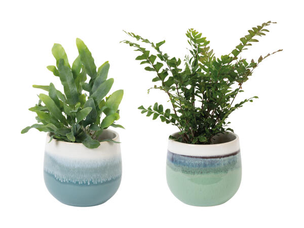 Grøn plante i keramik