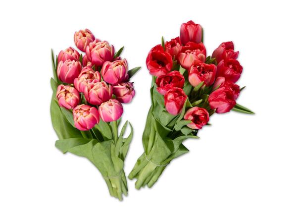 Tulpen gefüllt