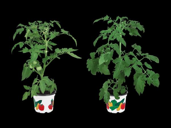 Plantes potagères