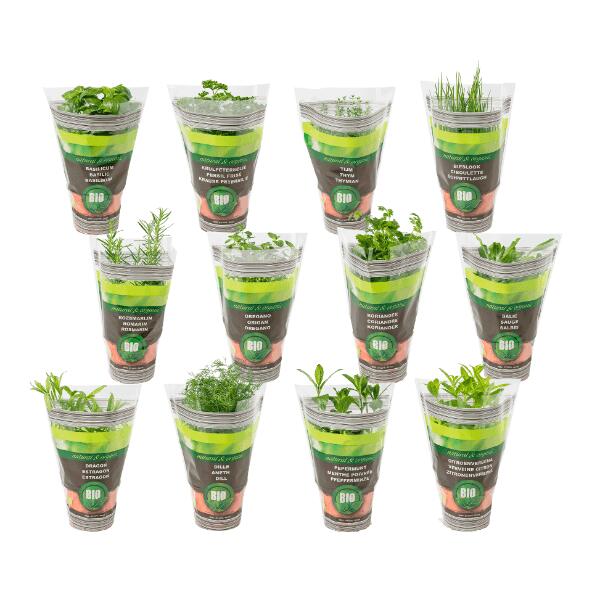 Plante aromatique bio