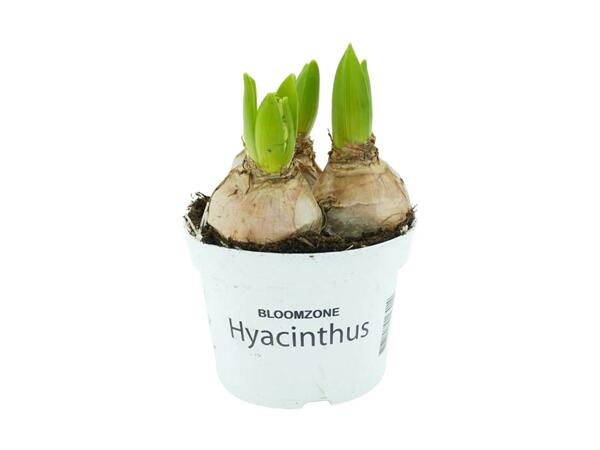 Hyacinter i potte