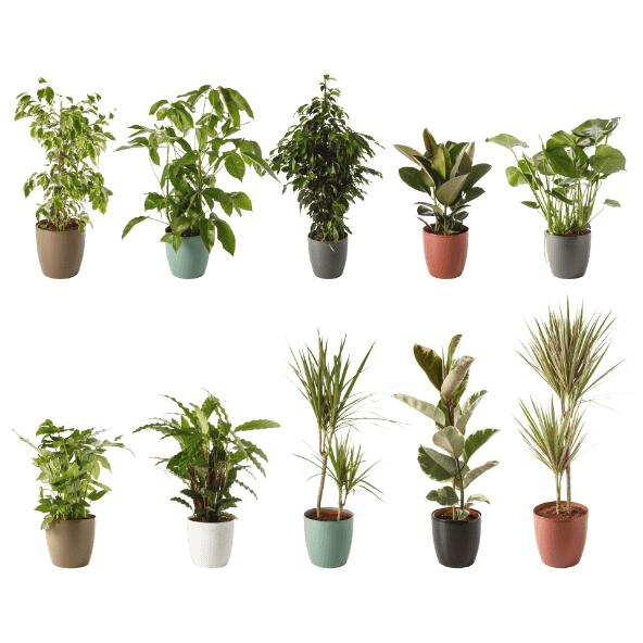 Plante solitaire