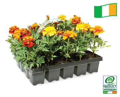 Outdoor Summer Bedding Plants