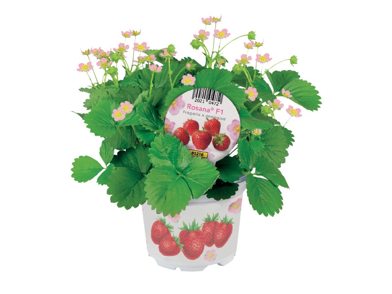 Strawberry Plant