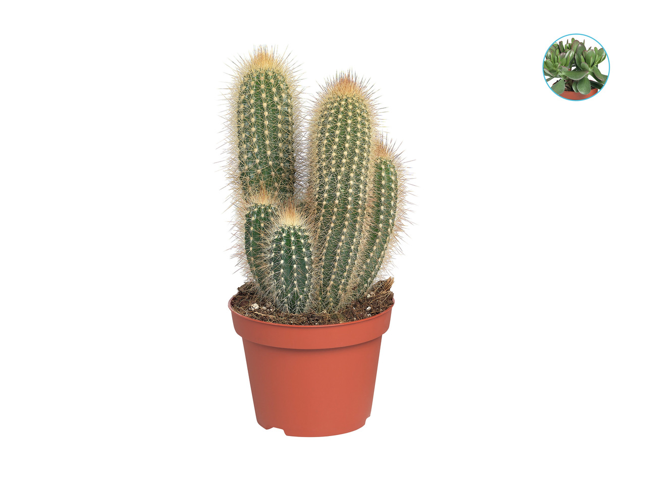 Cacti or Succulent1