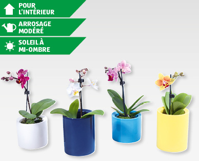 Mini phalaenopsis