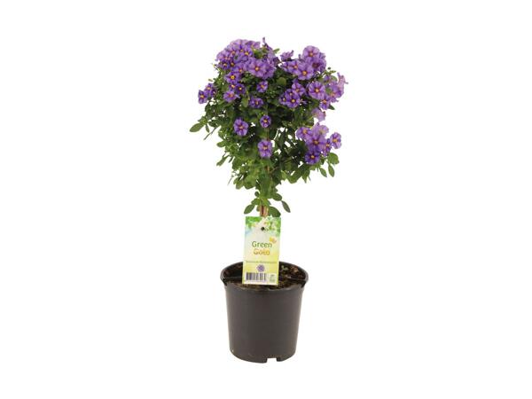 Terrasseplante