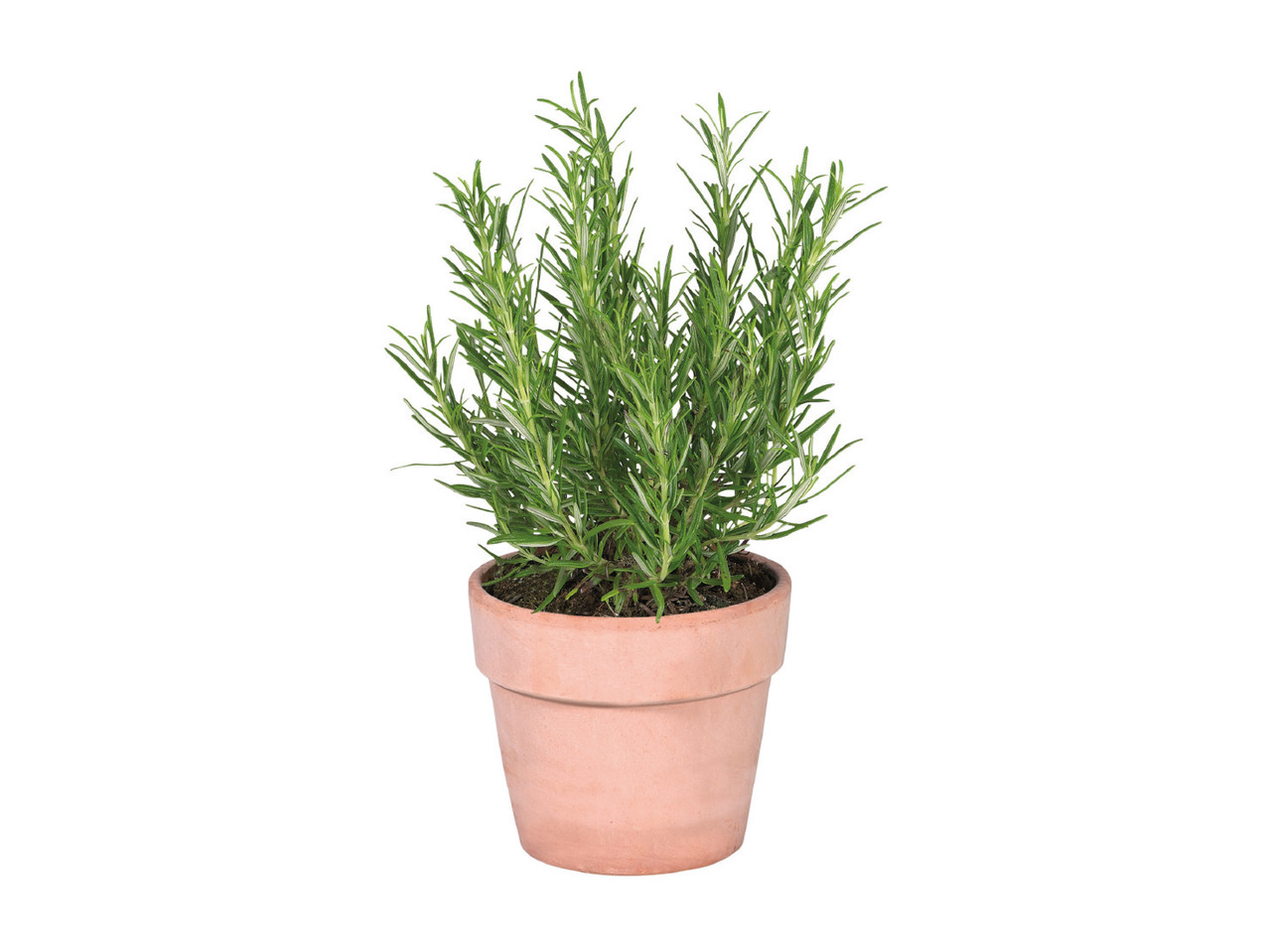 Italian Herbs1