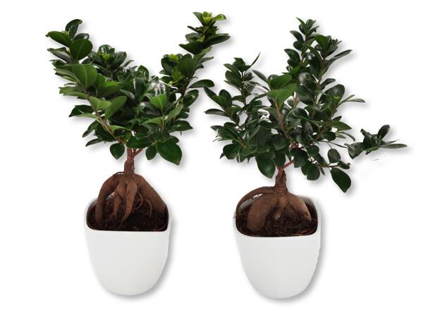 Bonsai