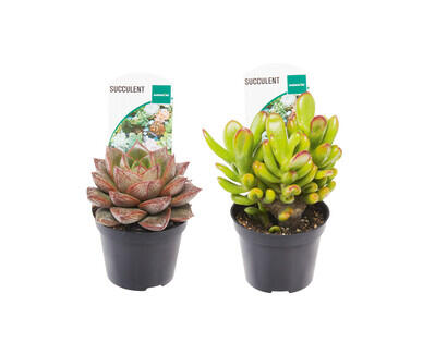 Succulents 65mm