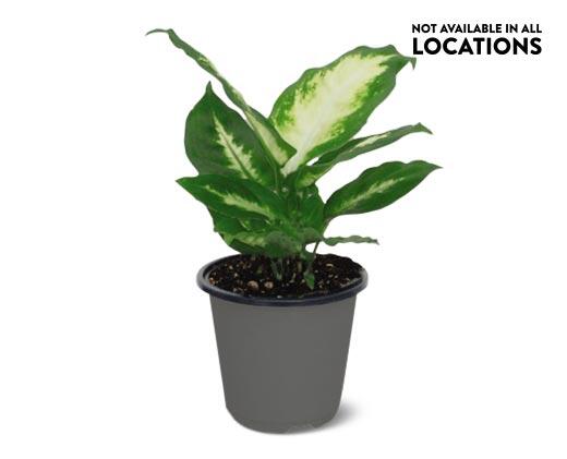 4" Foliage Assorted Varieties