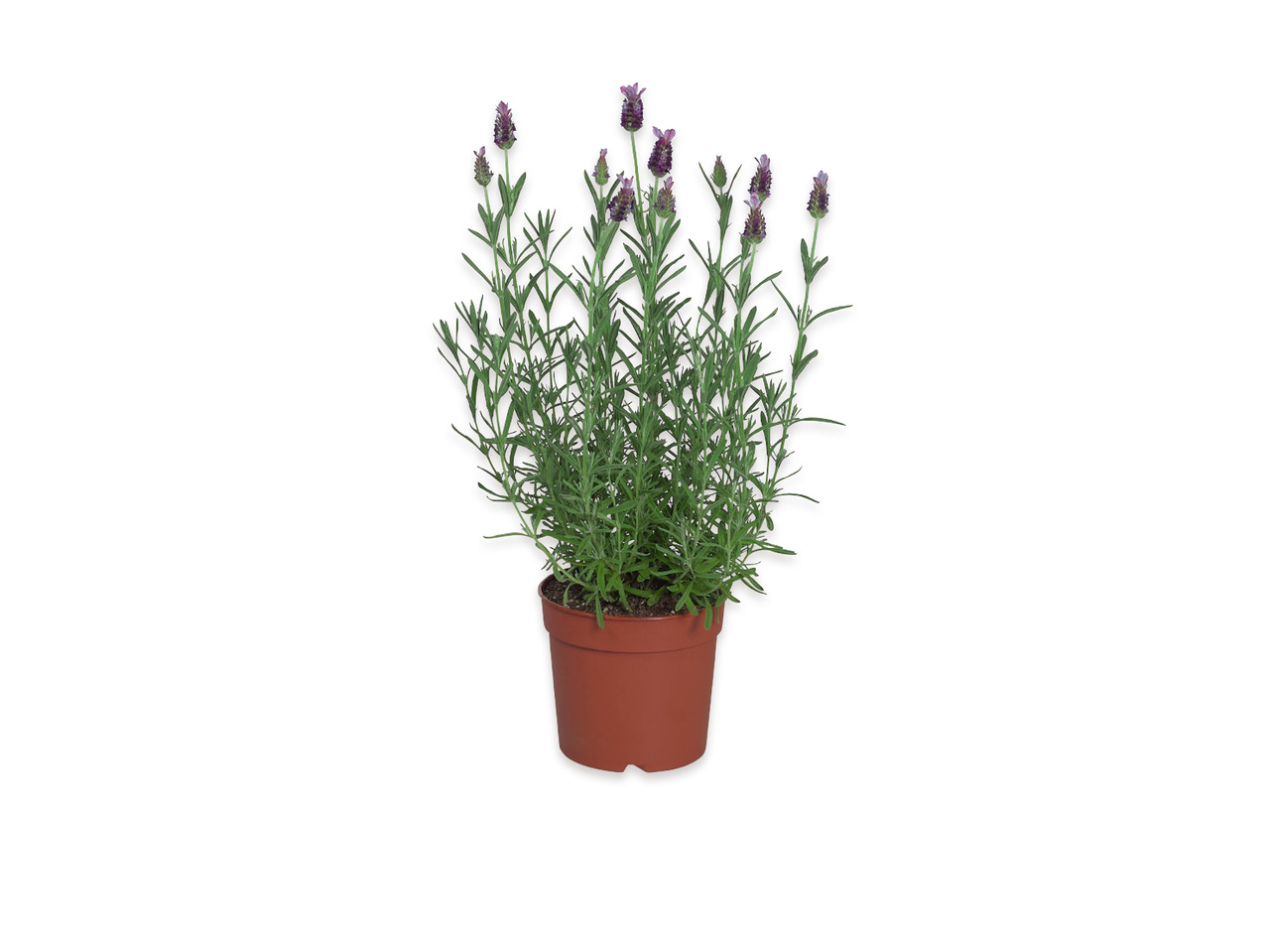 LAVENDEL