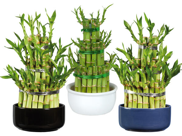 Lucky Bamboo in Keramikschale