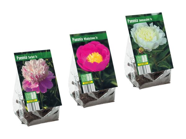 Rhizome de pivoine