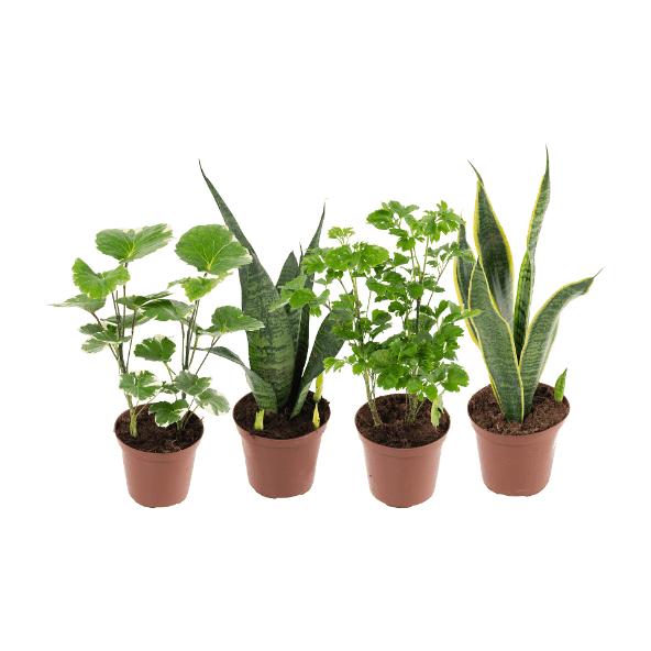 Grøn plante