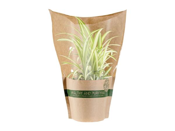 Air Purifying Plants