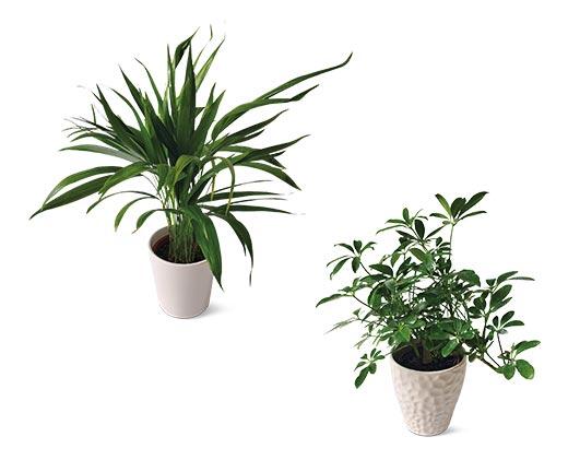 5" Foliage Assorted Varieties