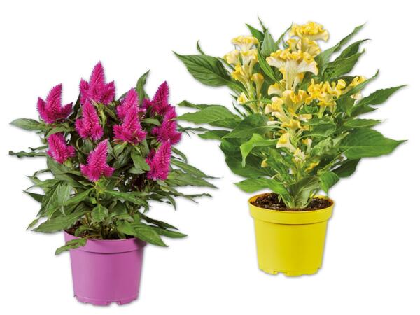 Celosia