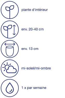 Plante d'appartement