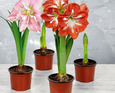 Amaryllis