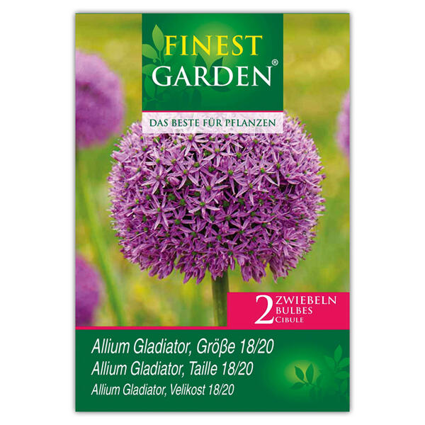 Allium Blumenzwiebeln