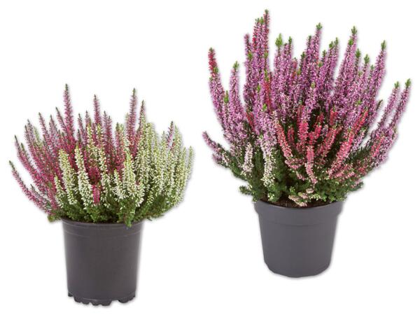 Calluna Vulgaris