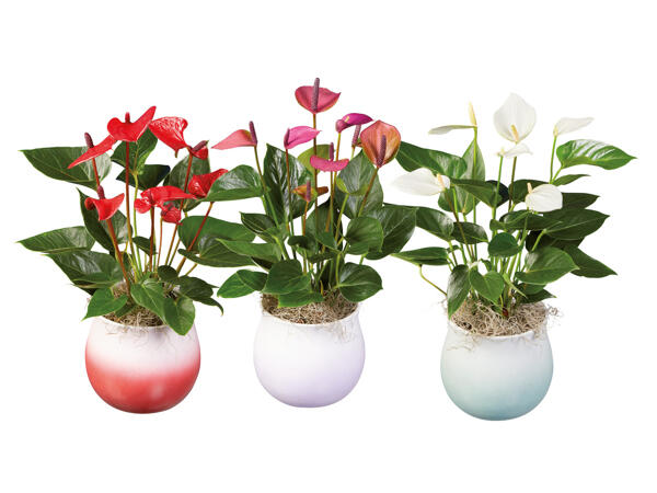 Anthurium "Super Mama"