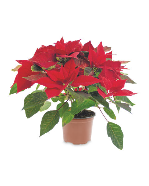 British Poinsettia Plant