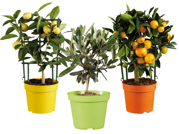 Mediterrane Pflanze (Zierpflanze)