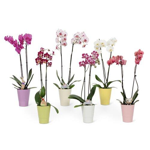 Orchidea