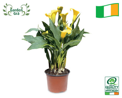 Irish Grown Pot Lily