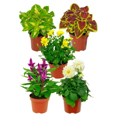 Blomstrende plante