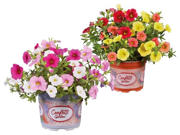 Calibrachoa Mix