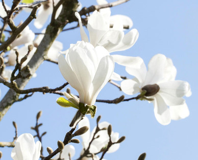 Magnolie