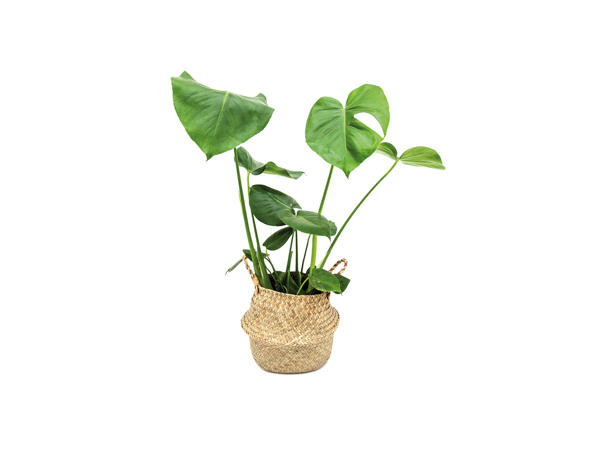 Monstera or Dracaena in Alibaba basket