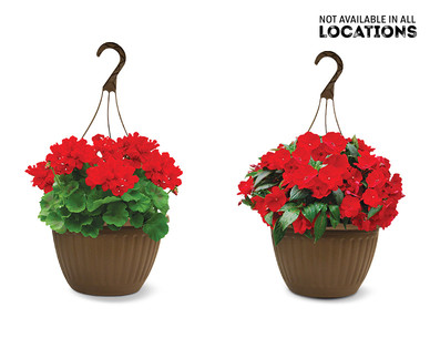 Premium Flowering Plant