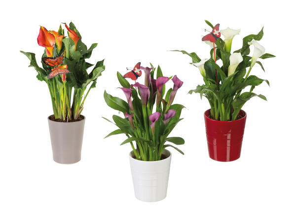 Calla dans un pot en céramique pour le 1er août