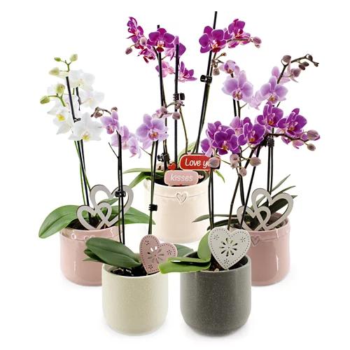 Orchidee multiflora