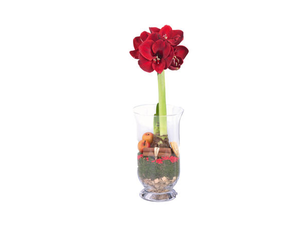 Amaryllis in Glass Vase