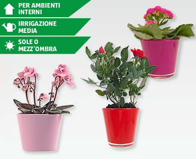 Mini mix di piante in fiore
