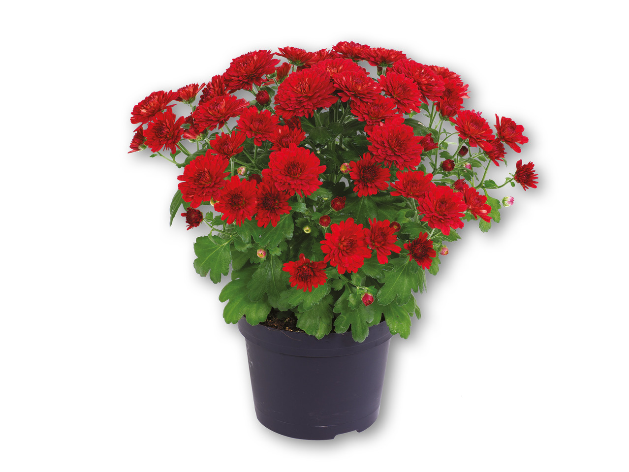 Chrysanthemum