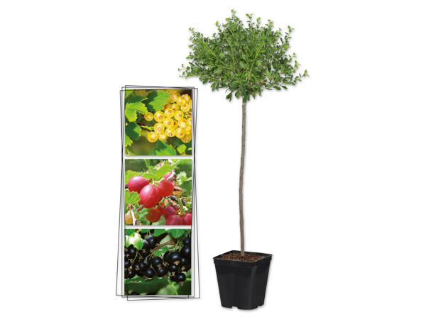 Beeren auf Stamm