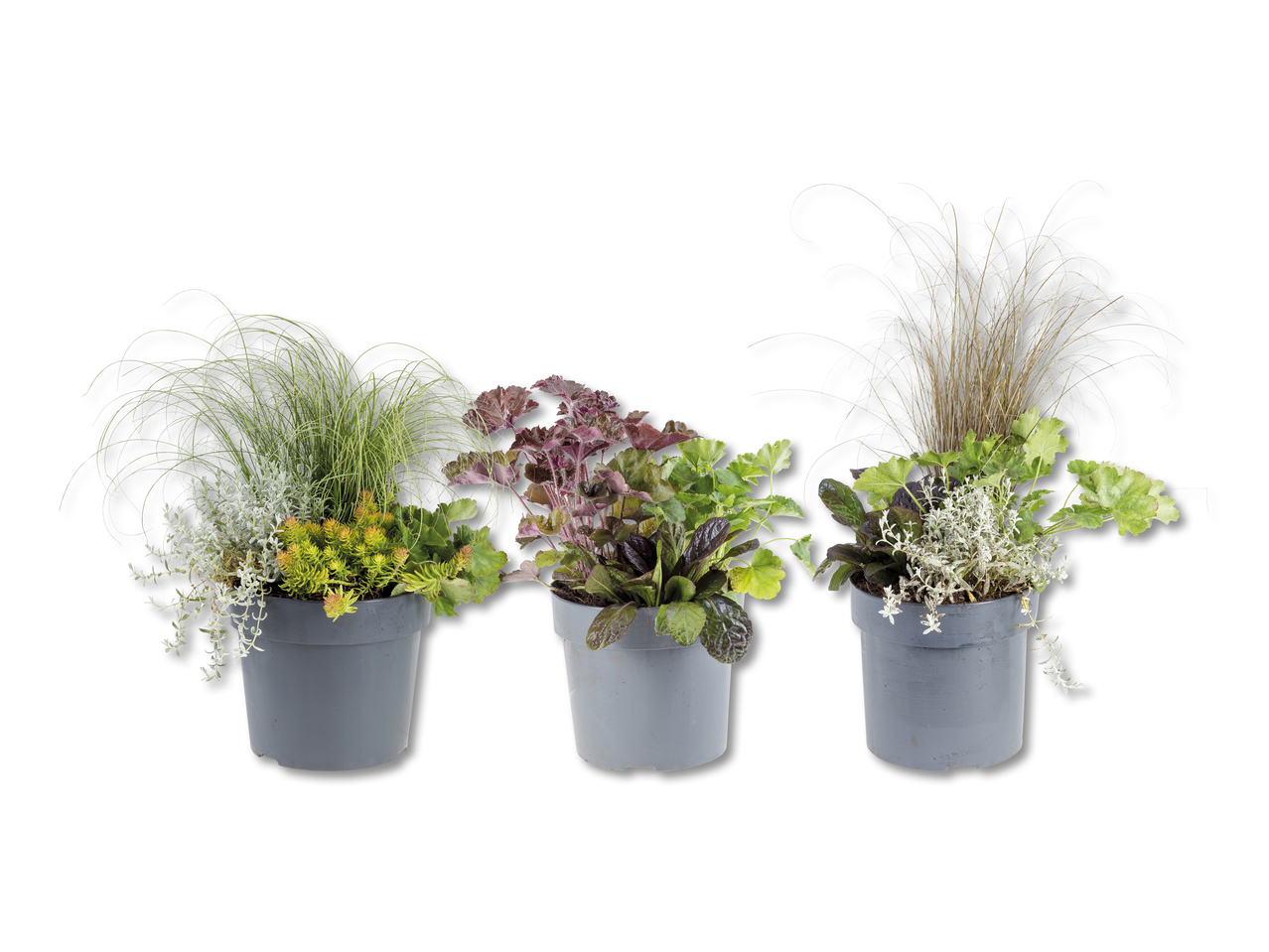 Quatuor de plantes d'automne