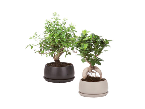 Bonsai