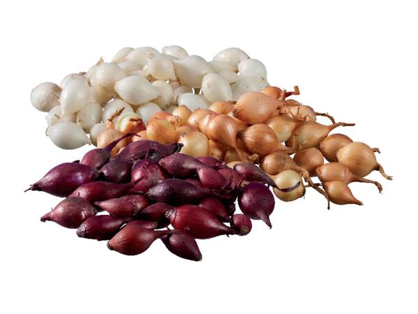 Seeding onions