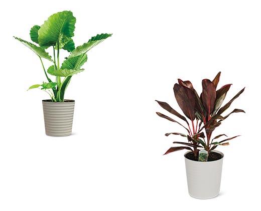 10 Inch Foliage Assorted Varieties