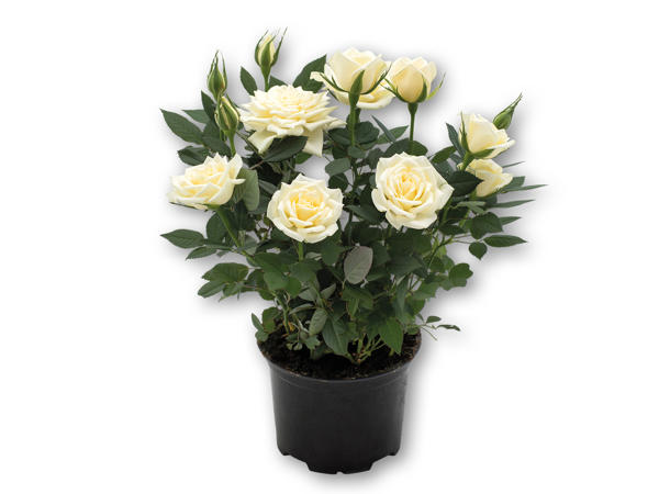 Dansk rose